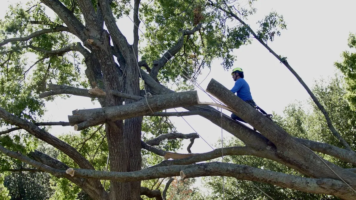 Professional Crown Thinning performed by certified arborists in Spencer